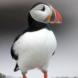 Amanda Schulman-Brokaw